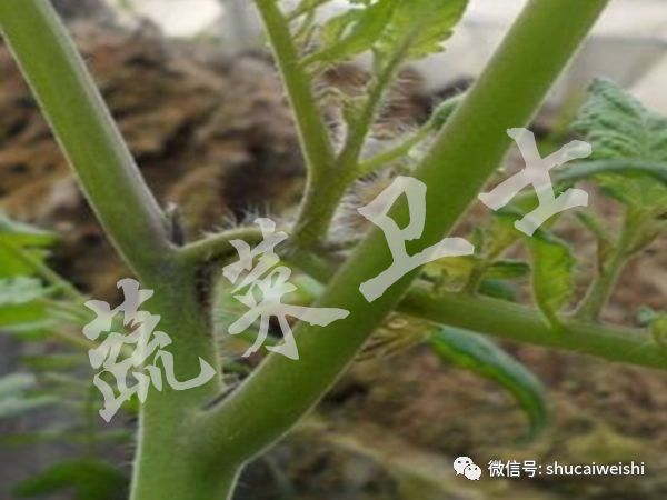 大棚番茄青枯病怎样预防,越冬番茄芽枯病的防治