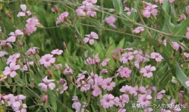 长在玉米地里，结出的“种子”珍贵，被称为“麦蓝菜”，别忽视