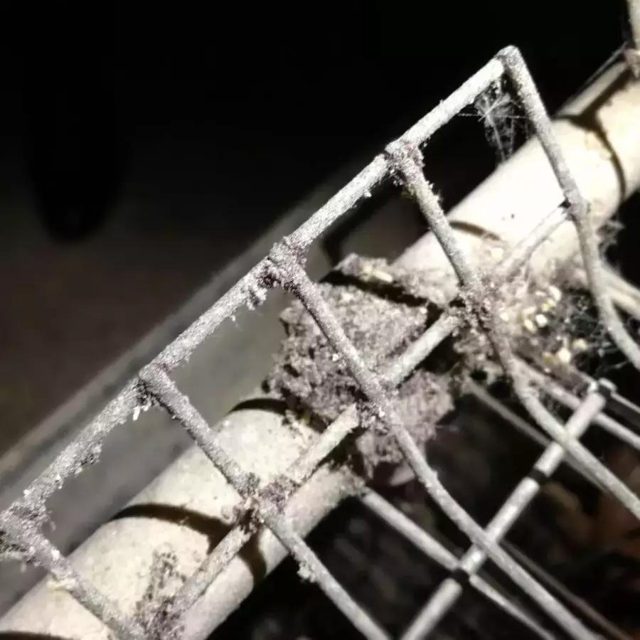 鸡虱子叮人怎么根除,鸡虱子跑到家里到处都是怎么办