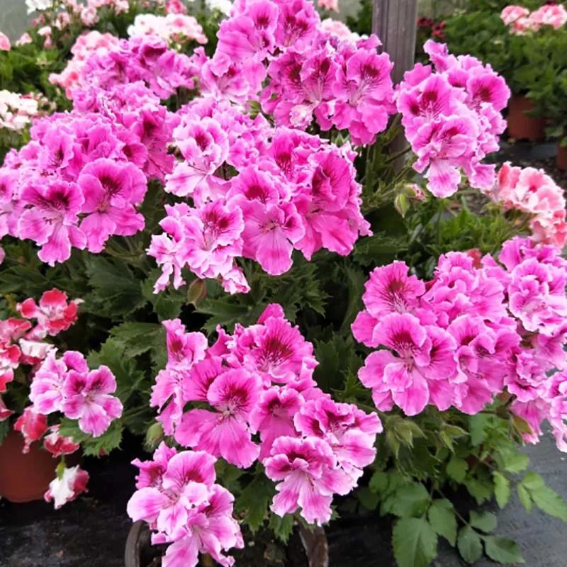 10种天竺葵,天竺葵100种图片大全