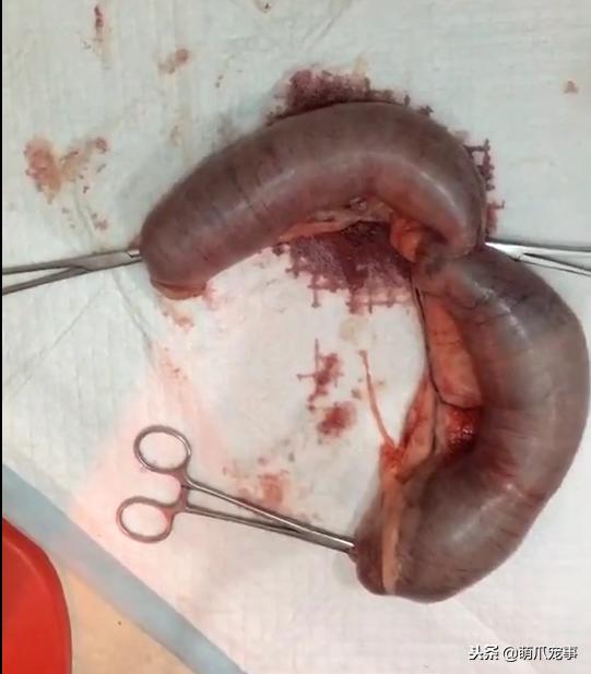 铲屎官们看看吧，这就是不给狗狗做绝育的后果！