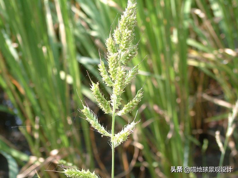 农村常见的野花野草哪些是能吃的,儿时在农村最常见的野花野草