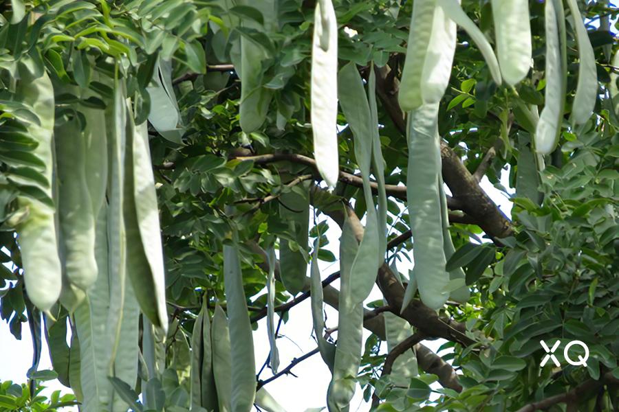 一棵树手工甜品,一棵树糖水