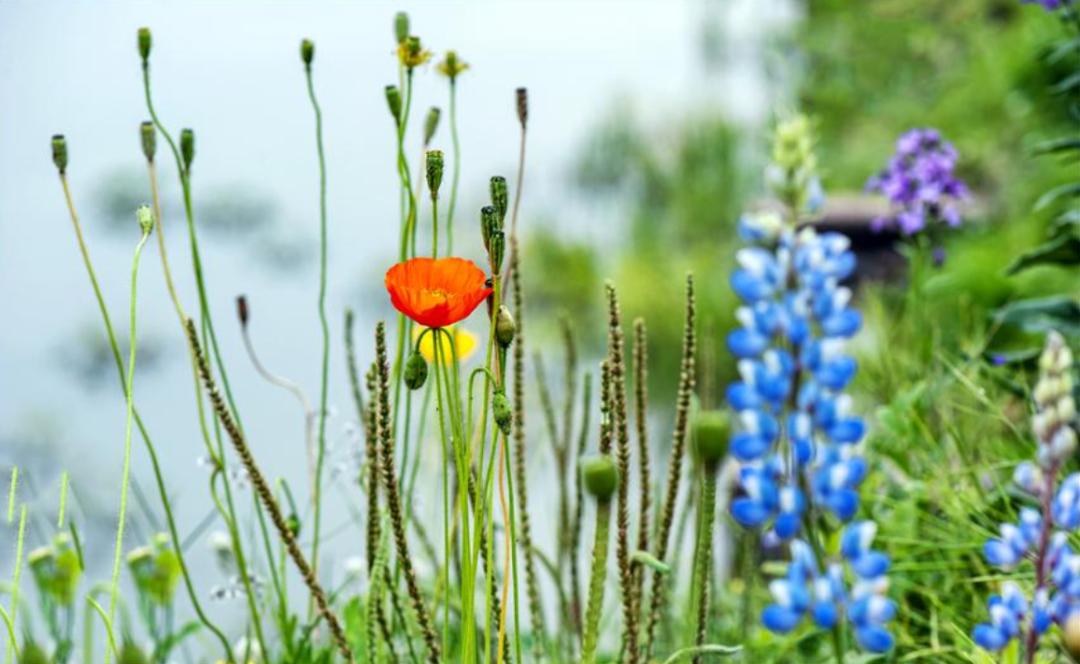 十首写春天的诗,十二首春词