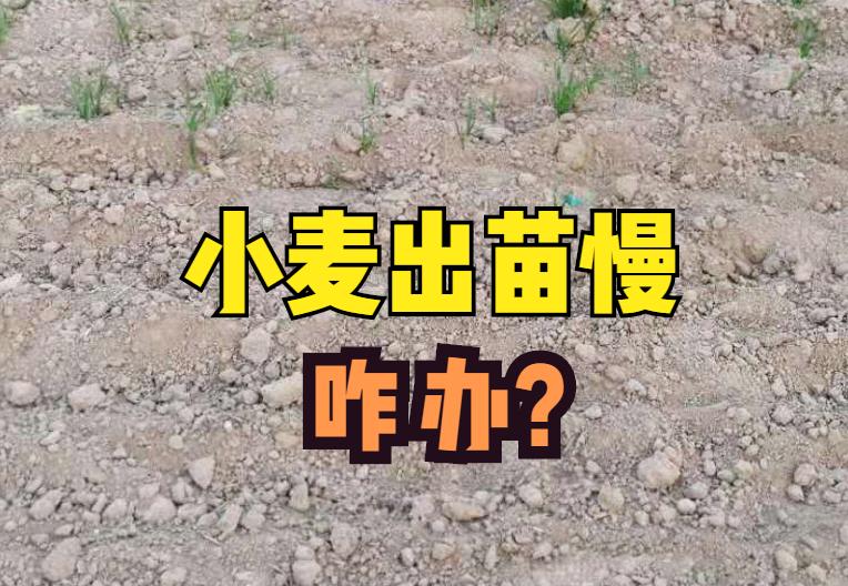 小麦地里水分大怎么处理,小麦厚长势好怎么管理