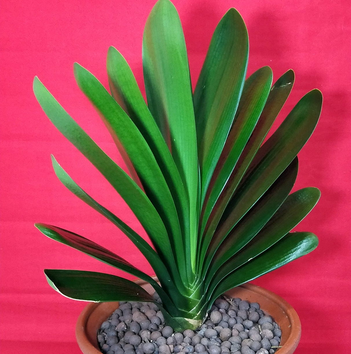 君子兰换盆后僵苗如何处理,僵苗君子兰怎么处理才能快速生长