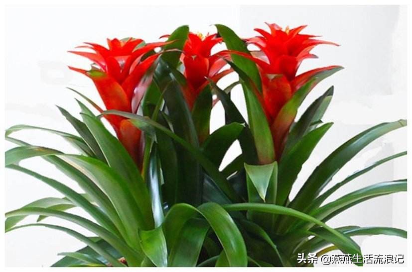鸿运当头叶片变黄怎样处理,养花鸿运当头怎么养