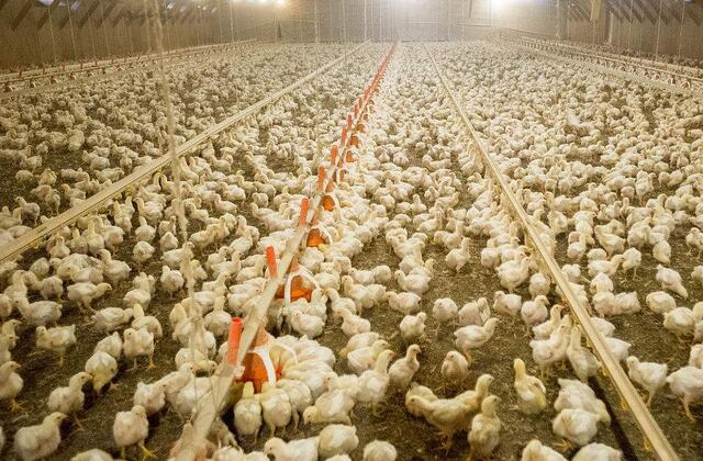 肉鸡养殖中易出现的问题及解决办法