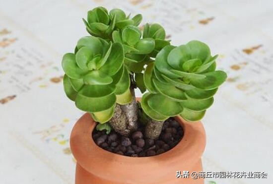 金钱木叶子发黄发软掉叶怎么回事,多肉金钱木叶子发黄发软枝干变细