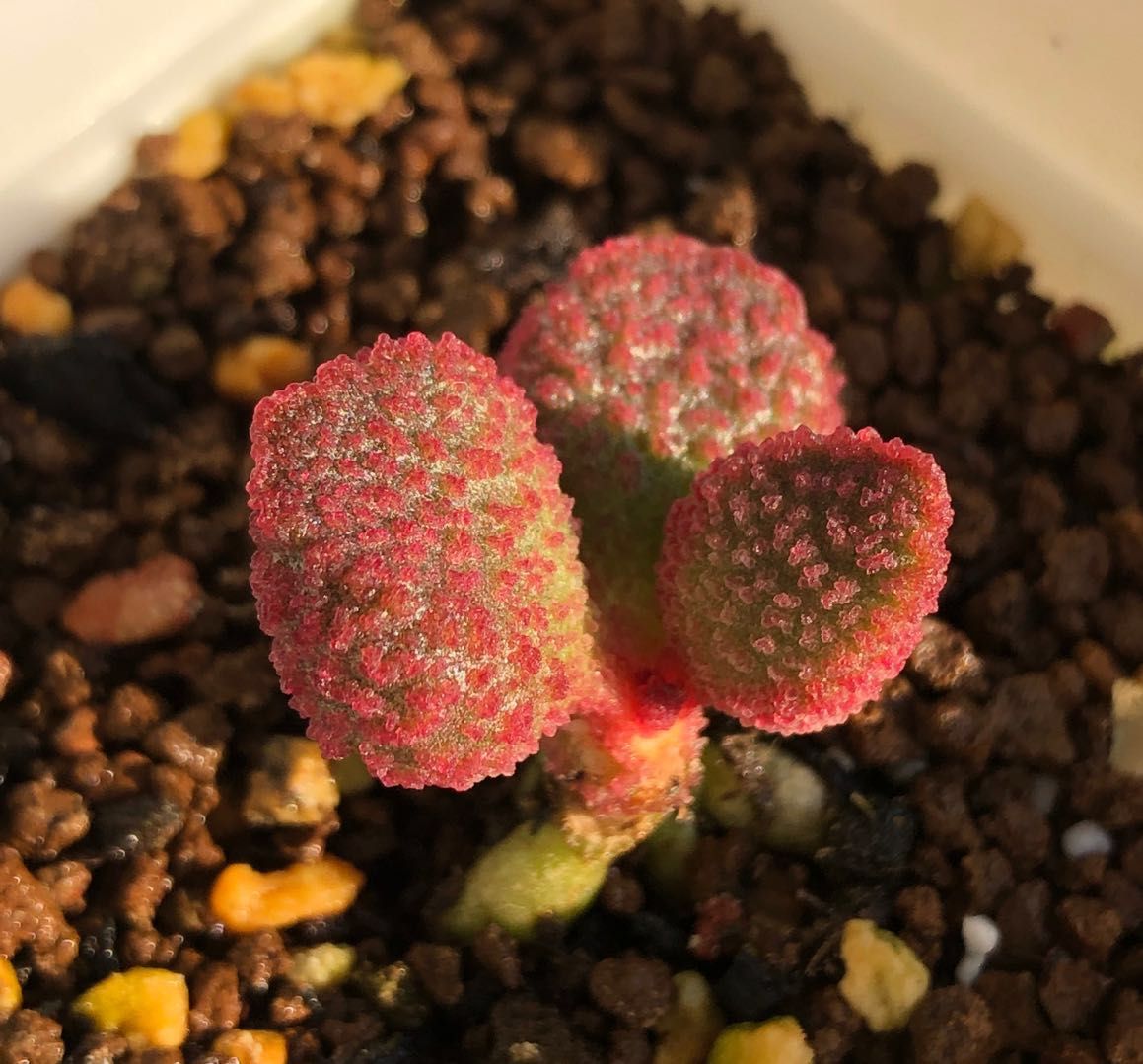 水泡多肉大全,水泡多肉叶片发焉