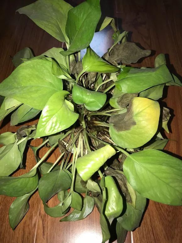 发财树和绿萝哪个好养活,发财树春天掉叶子挽救方法