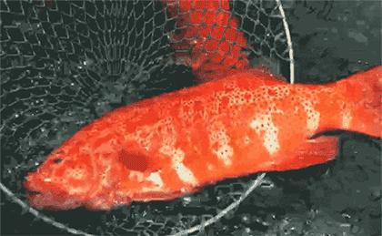 渔民说出海鲜内幕,直播海鲜市场买海鲜骗局曝光