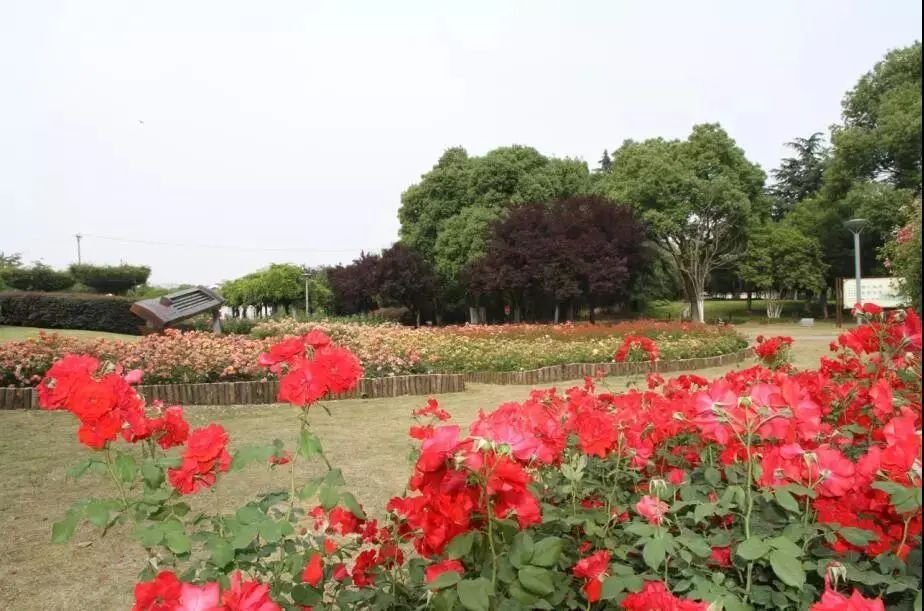 @常熟人，四月不野餐，就是对春天的浪费!