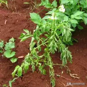 马铃薯病害知识与防治书籍,马铃薯黑胫病病害及防治方法