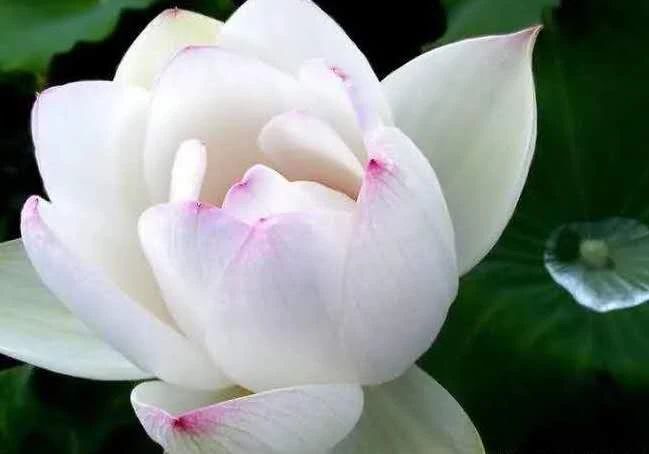 七绝咏荷外五首,咏荷七律坡底韵