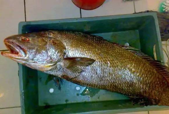 海鲜大全,最全海鲜冷知识