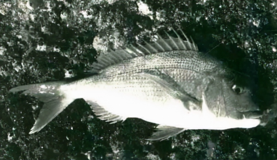 「日本专业矶钓书籍」80厘米超大真鲷鱼日本人气王鱼如何钓到