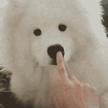 为什么狗鼻子很灵,为什么狗鼻子是凉的