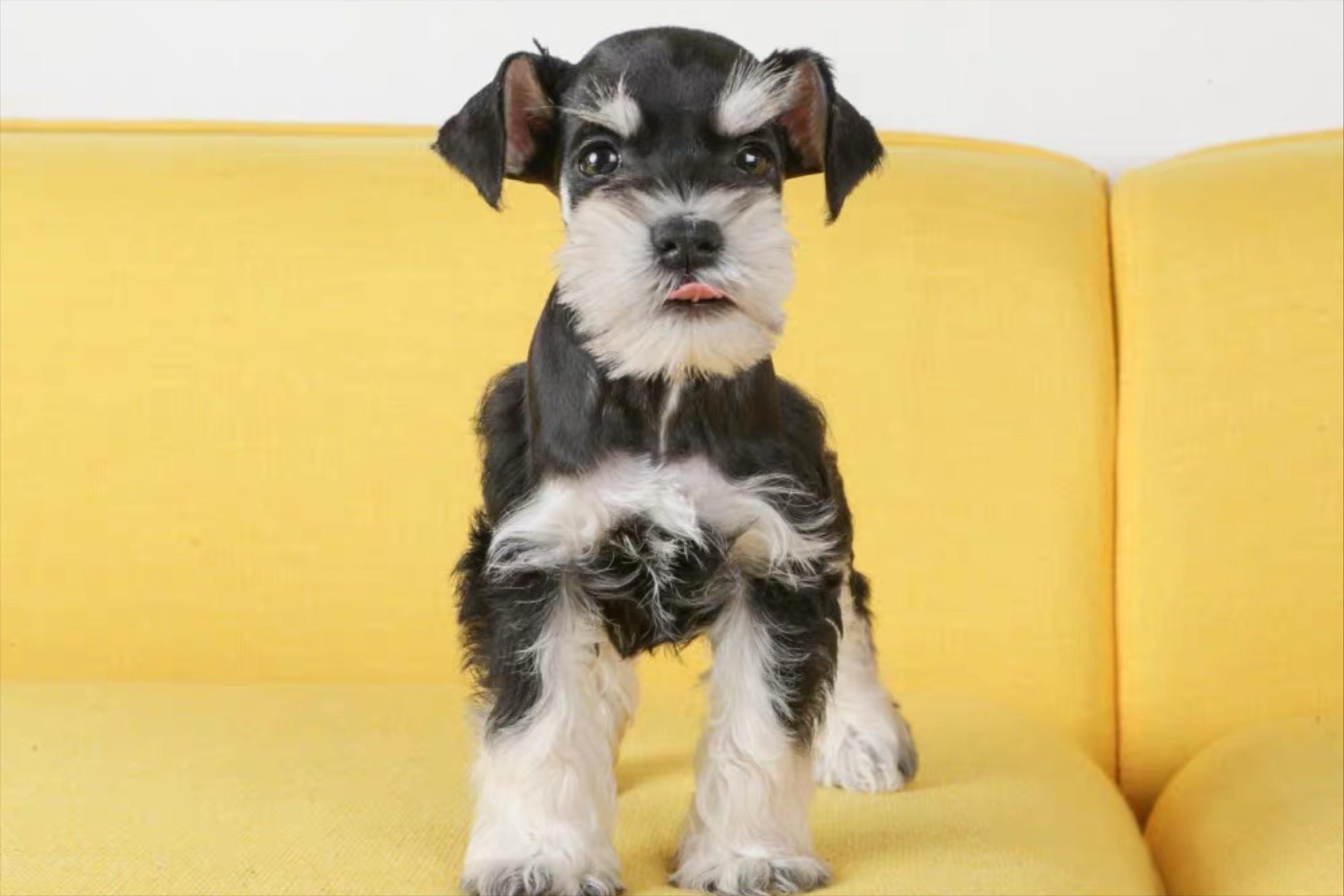 雪纳瑞第一次来月经30天正常吗,雪纳瑞第一次月经多久