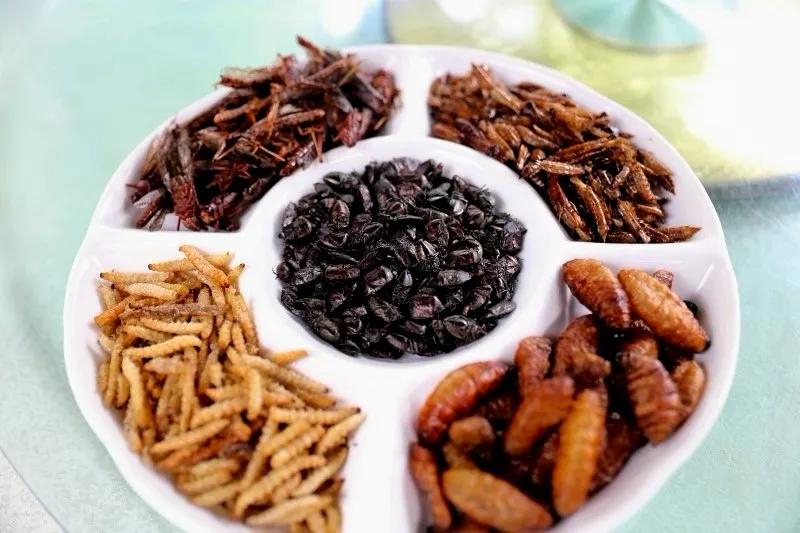 青城山熊猫谷都江堰一日游攻略,熊猫谷青城山都江堰一日游攻略