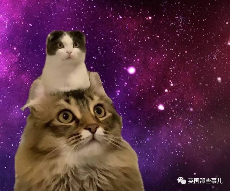 猫咪表情包喵星人,一组有故事的喵星人表情包