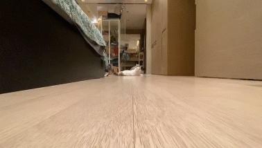 矮脚猫应激后腿无力怎么办,矮脚猫后腿多久能站起来