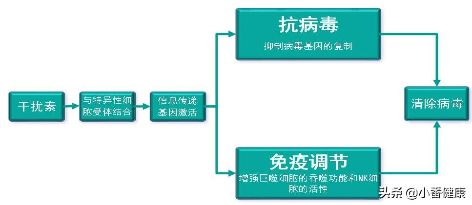 乙肝干扰素有哪些不良反应,乙肝干扰素完全无不良反应
