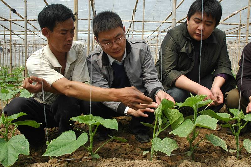 如何快速解决黄瓜黄叶,黄瓜黄叶怎么补救最快方法