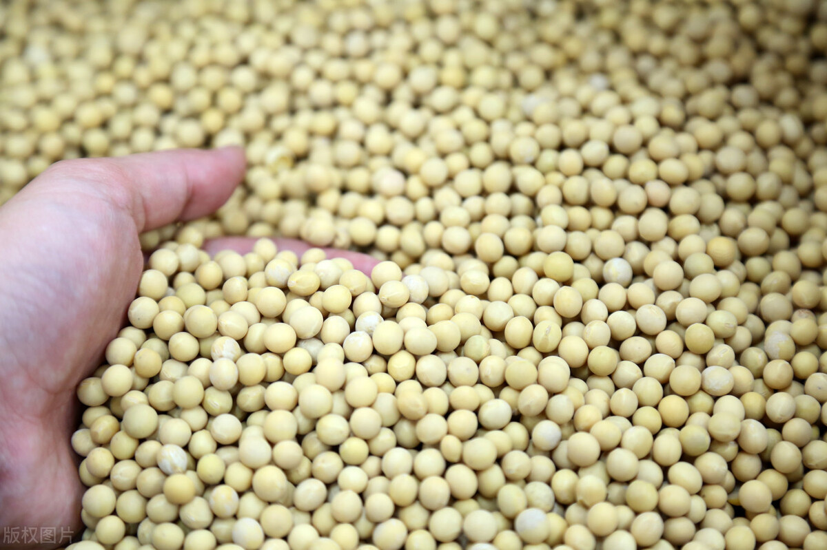 今年的秋季大豆什么价格,今年大豆价格最高能达多少