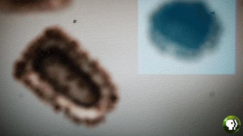 鑲犻亾閲岀殑鎺㈢储,鑲犻亾鍐呯殑涓栫晫