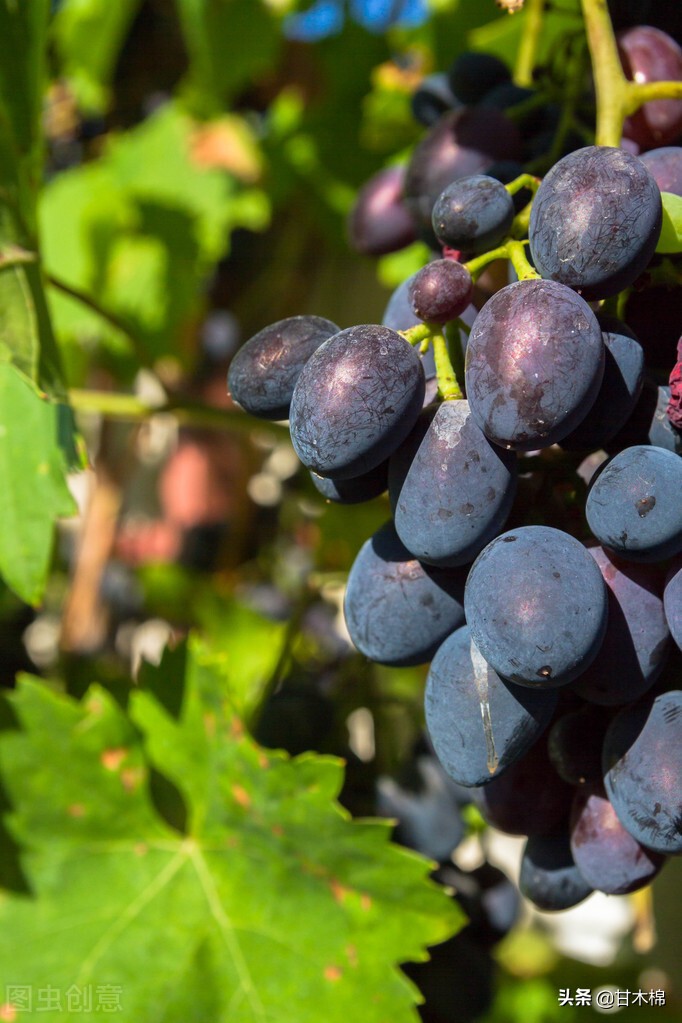 童年野果子,儿时的野果子总让人回味无穷