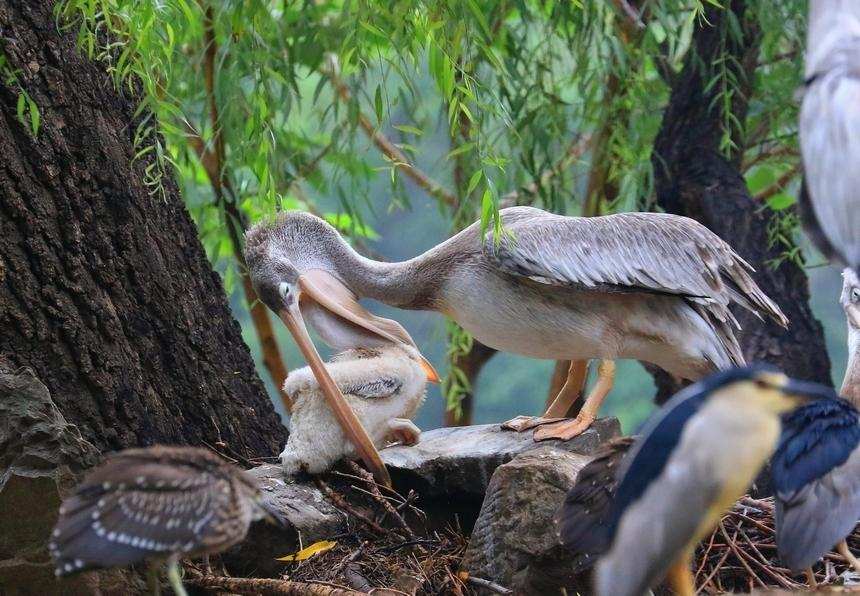 人类违反自然规律了吗？为什么人类女人会追男人，而动物却相反？