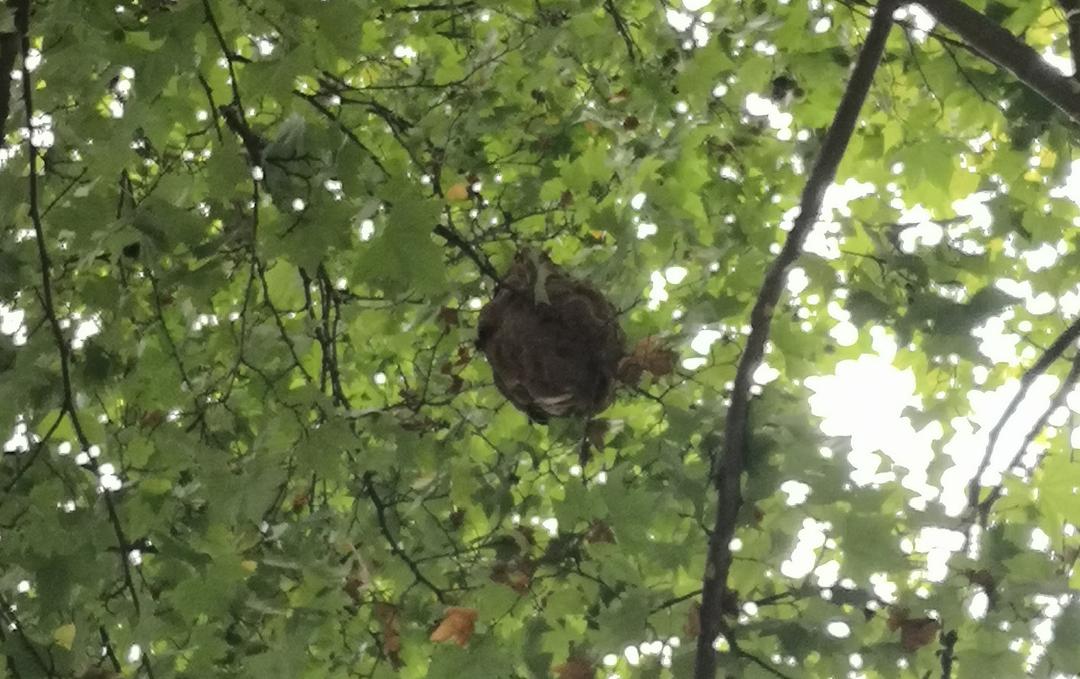 贵阳多地惊现此物，消防“连锅端”