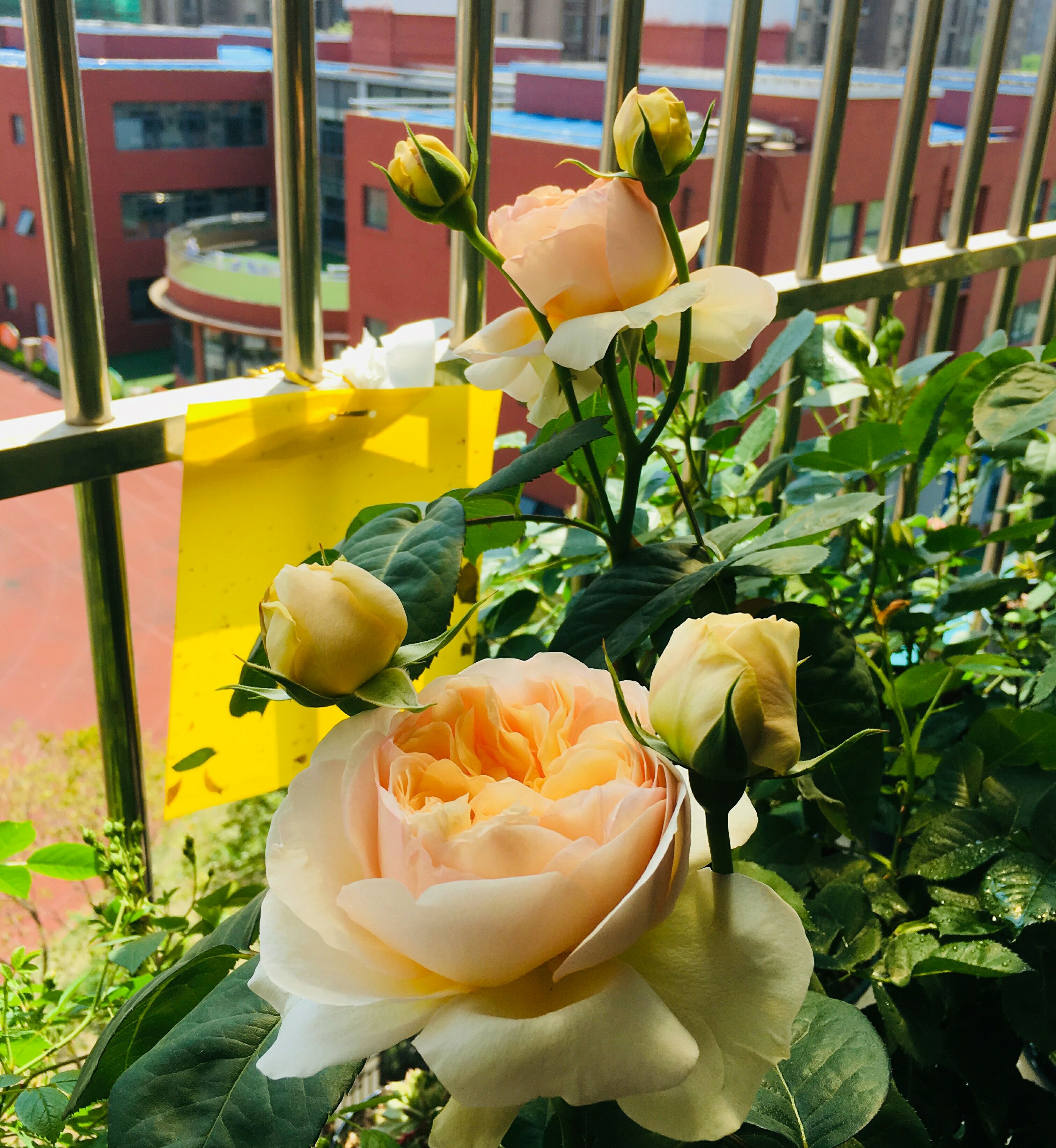 花盆中的羊粪异味闻到头晕，怎么去除呢？自制无臭味的养花肥料