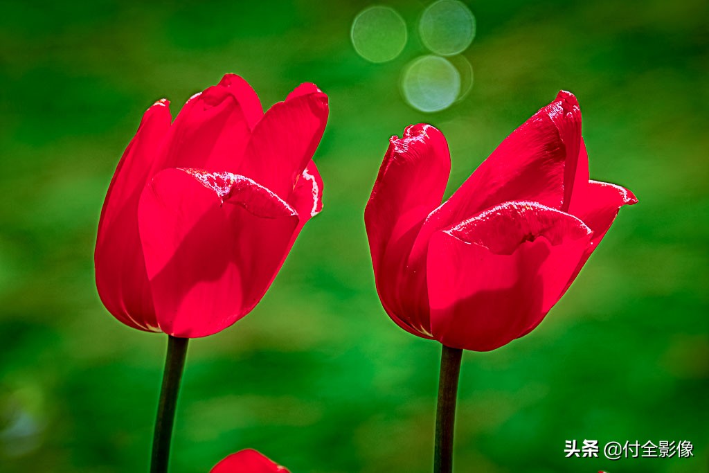 北京国际鲜花港门票优惠,北京国际鲜花港夏天