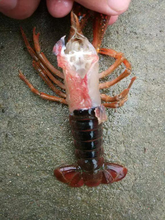 小龙虾最近引起的病,养殖小龙虾怎样防逃出去