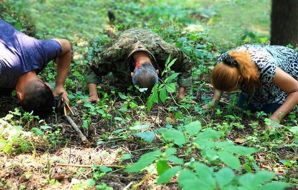最近挖出来的野山参,百年野山参有多罕见