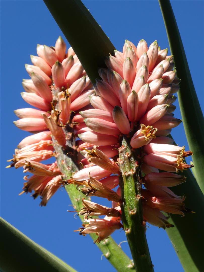 可以长很大的芦荟苗,芦荟如何养成树
