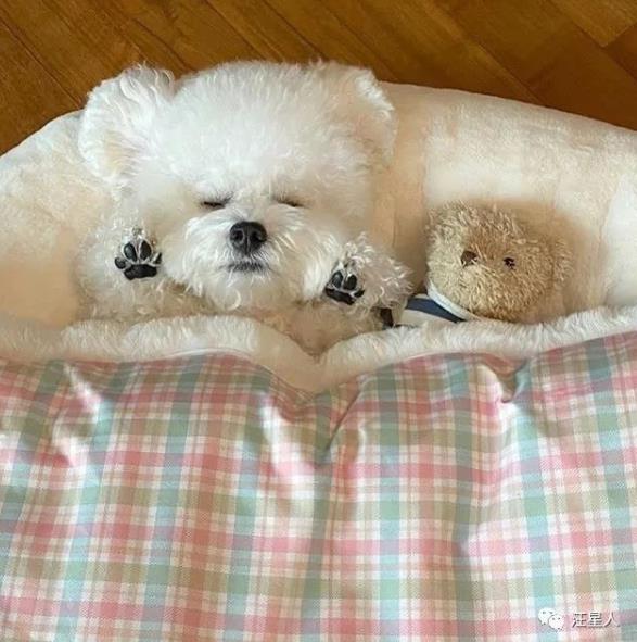 比熊有多萌,主人见到小点可爱比熊犬就想咬牙