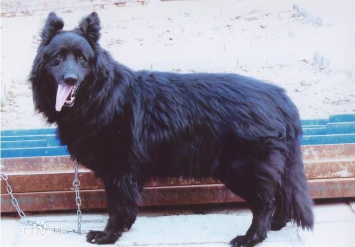 宠物狗大全免费观看,什么狗最好养又听话又聪明大型犬