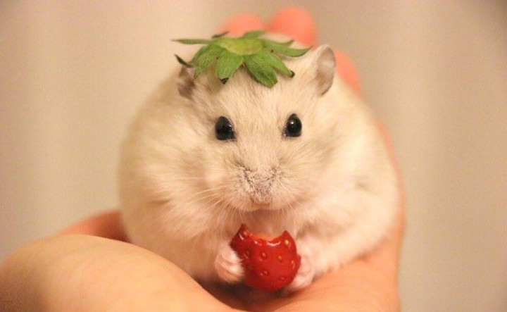 仓鼠咬人怎么办怎么驯服它,仓鼠咬人会不会打你