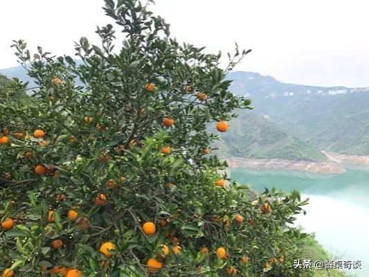 只有在五月能吃到的美食,5月的伦晚脐橙