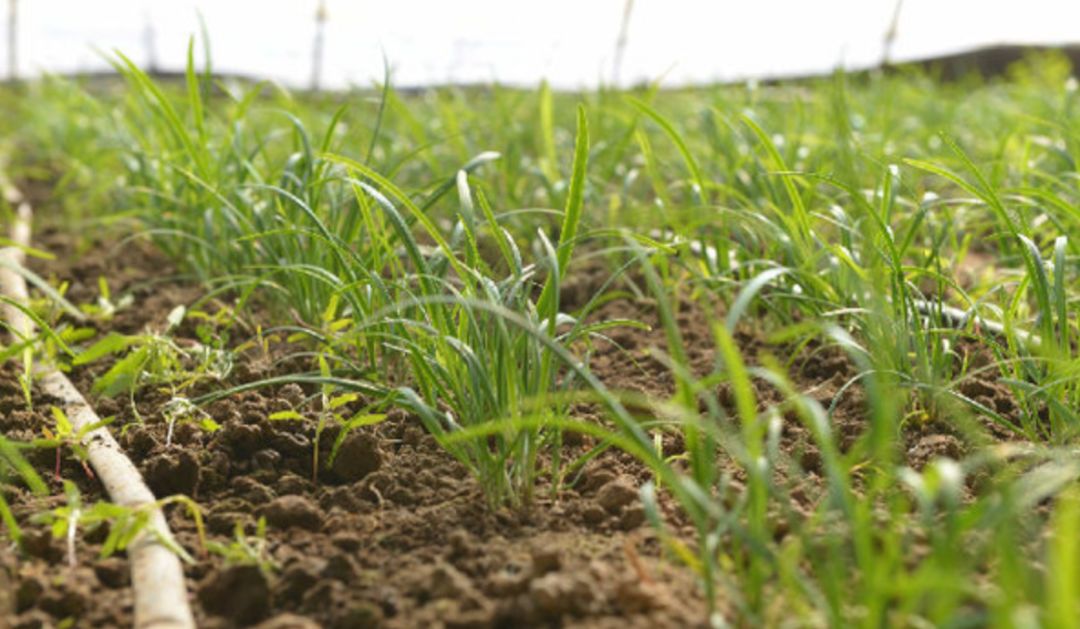 清明时节，最适合去江南吃吃喝喝！
