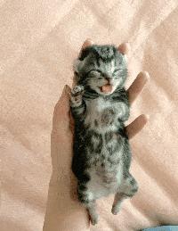 萌出血的猫,萌出血的小奶猫