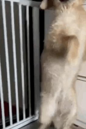 金毛把家淹了后续,金毛被阉