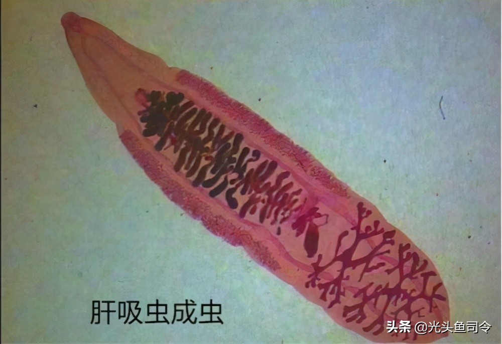 常见几种鱼体寄生虫,鱼类身上肉眼可见的寄生虫