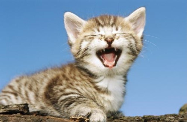 被猫狗咬伤一定要打疫苗吗,被猫狗咬伤几小时内接种狂犬疫苗