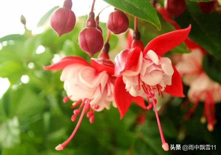 倒挂*钟金**落花怎么办?教你做好这5点,倒挂*钟金**花开艳丽满枝头