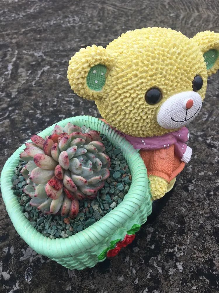 五颜六色的透明多肉,颜色超好看的多肉