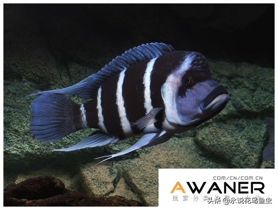 慈鲷种类图片,慈鲷科鱼品种大全